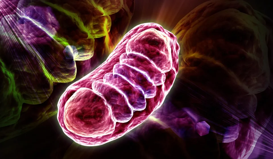 Leucine does more than build muscle. It energizes your cells