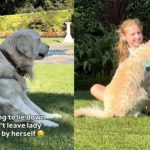 Golden Retriever Will Keep a Woman Company – This Boy Has Serious People Skills