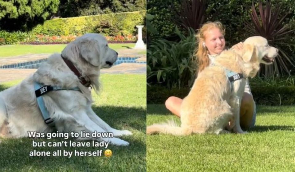Golden Retriever Will Keep a Woman Company – This Boy Has Serious People Skills