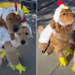 Golden Retriever and Puppy's Chicken Costume Makes This Family Outing Look Like a Poultry Parade