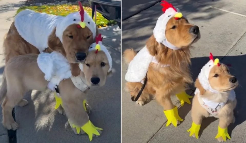 Golden Retriever and Puppy’s Chicken Costume Makes This Family Outing Look Like a Poultry Parade Golden Retriever and Puppy's Chicken Costume Makes This Family Outing Look Like a Poultry Parade