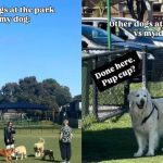 A Golden Retriever Came to the Dog Park to Supervise, Not to Socialize