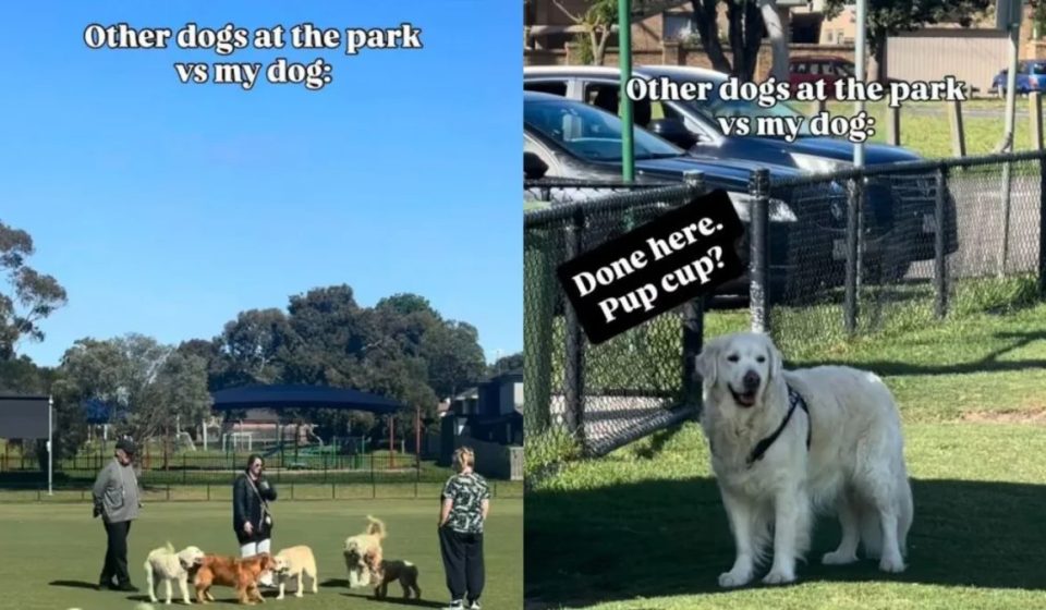 A Golden Retriever Came to the Dog Park to Supervise, Not to Socialize