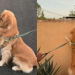 Golden Retriever Puppy Sees Horse While Walking and Suddenly Has No Interest in Moving On
