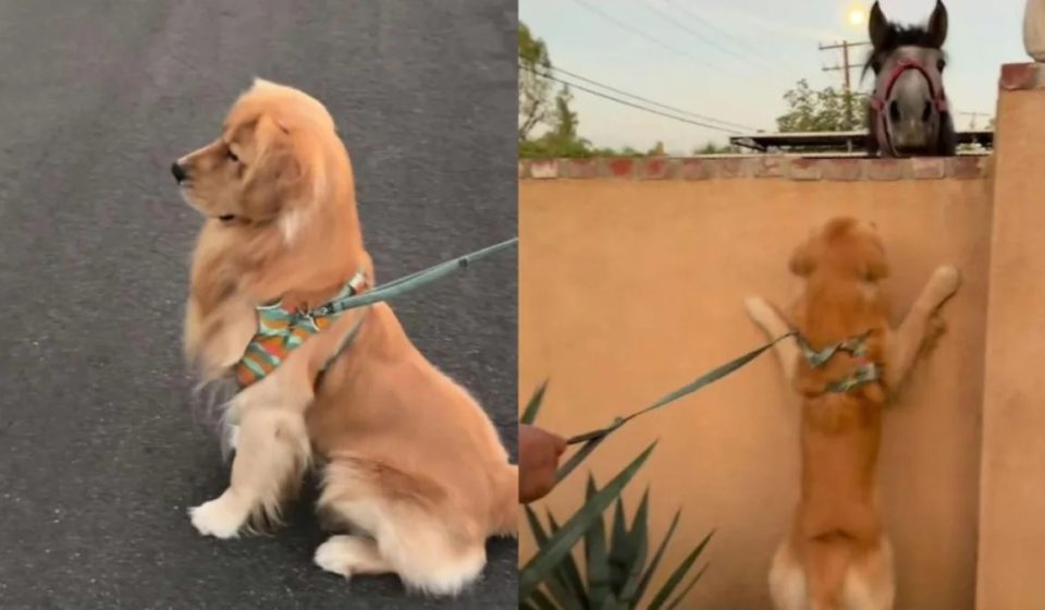 Golden Retriever Puppy Sees Horse While Walking and Suddenly Has No Interest in Moving On