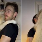 The Golden Retriever needs his morning cuddles, even if it means becoming his human's entire training