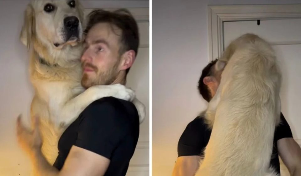 The Golden Retriever needs his morning cuddles, even if it means becoming his human's entire training