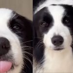 A dog's suspicious welcome at home prompts its owner to investigate the problems she is experiencing