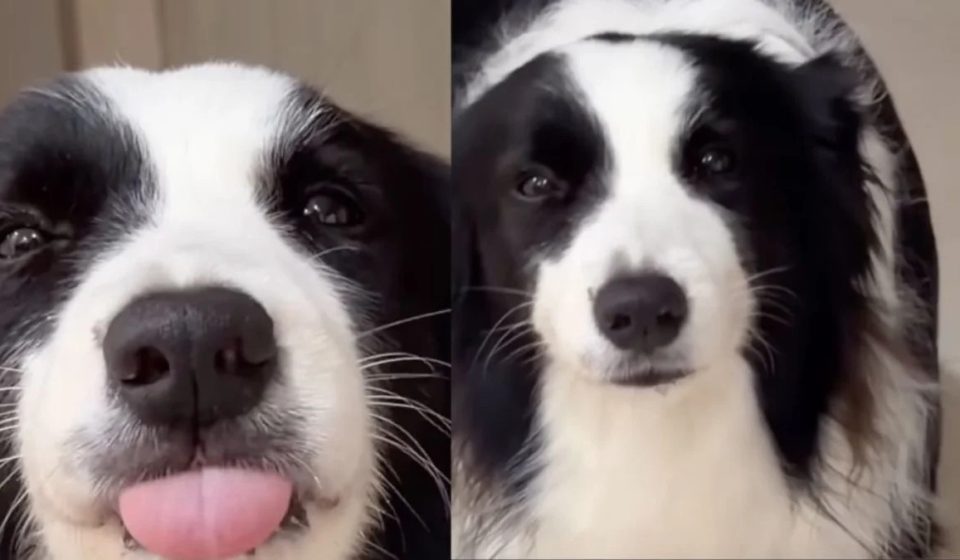 A dog’s suspicious welcome at home prompts its owner to investigate the problems she is experiencing A dog's suspicious welcome at home prompts its owner to investigate the problems she is experiencing