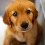 Golden Retriever Puppy Spots His Four-Legged Friends at the Bookstore and Tries to “Self-Regulate” His Emotions