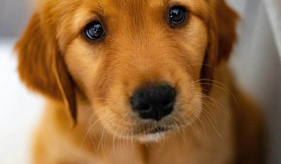 Golden Retriever Puppy Spots His Four-Legged Friends at the Bookstore and Tries to “Self-Regulate” His Emotions