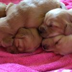 A litter of Golden Retriever puppies takes a break before the sun rises