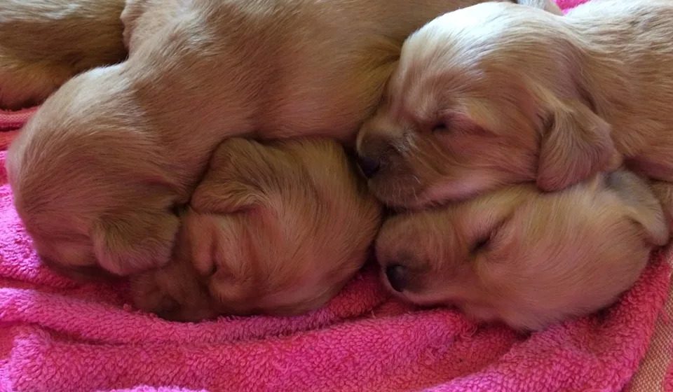 A litter of Golden Retriever puppies takes a break before the sun rises