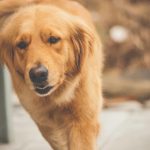 Golden Retriever Puppy Uses Every Trick in the Book to Be the Best Rootstock