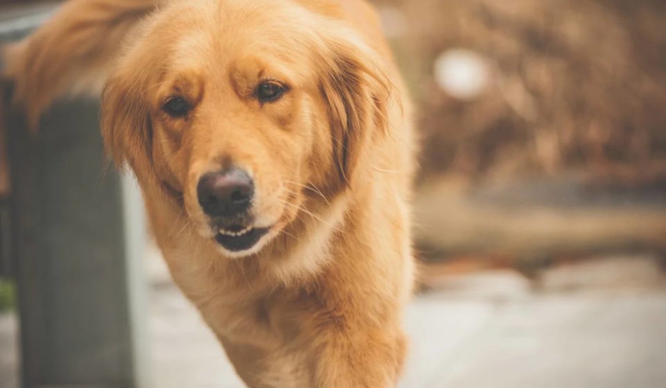 Golden Retriever Puppy Uses Every Trick in the Book to Be the Best Rootstock Golden Retriever Puppy Uses Every Trick in the Book to Be the Best Rootstock