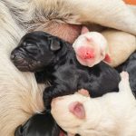 Golden Retriever and Dachshund Have Puppies and the Comments Are a Riot