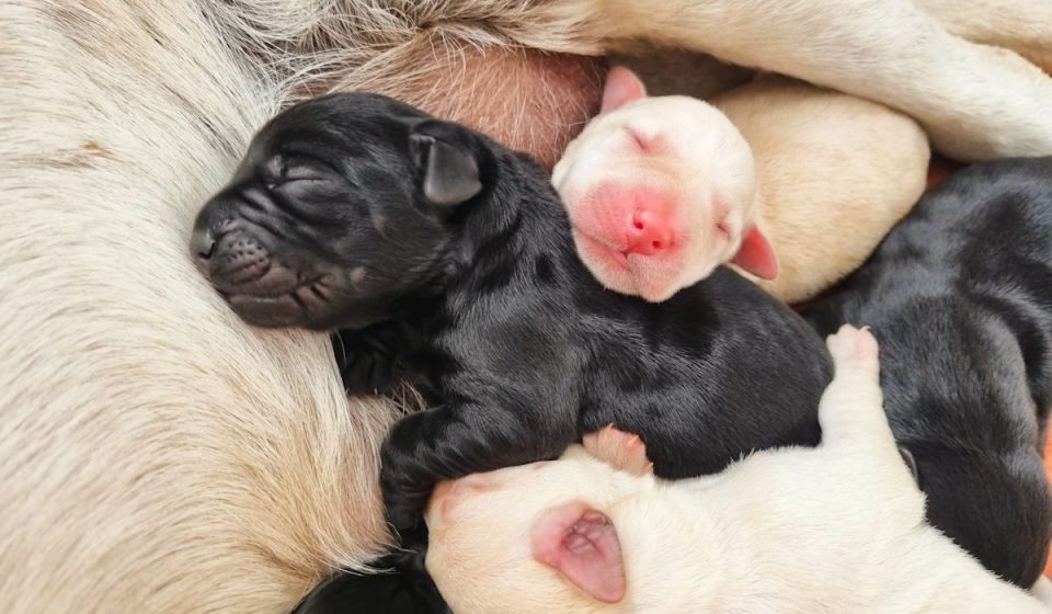 Golden Retriever and Dachshund Have Puppies and the Comments Are a Riot
