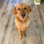 Stubborn Golden Retriever Literally Refuses to Leave Doggy Daycare