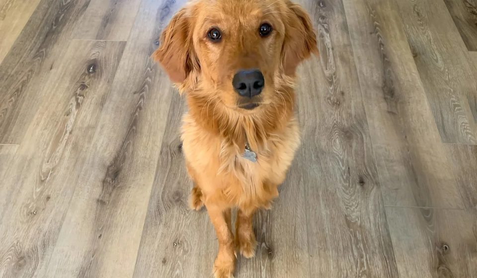 Stubborn Golden Retriever Literally Refuses to Leave Doggy Daycare