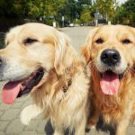 Golden Retriever refuses to go for a walk without his girlfriend, and that's so sweet