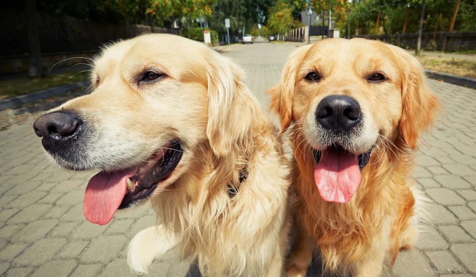 Golden Retriever refuses to go for a walk without his girlfriend, and that's so sweet