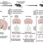Mice with Parkinson's-like brain changes unexpectedly recovered a year later