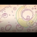 Ovaries develop an intriguing second role after menopause