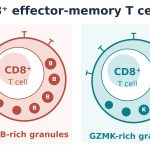 A tale of two T cells - by Eric Topol