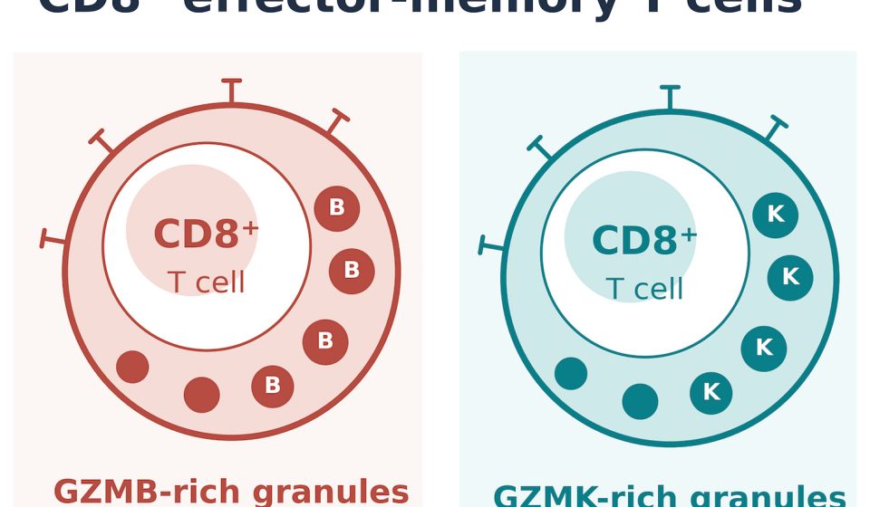 A tale of two T cells - by Eric Topol