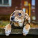 Veterinarian advises against increasingly popular practice among dog owners
