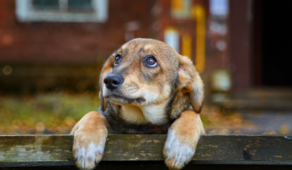 Veterinarian advises against increasingly popular practice among dog owners