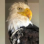 Bald Eagle Big Bear Jackie's Cause of Death Revealed