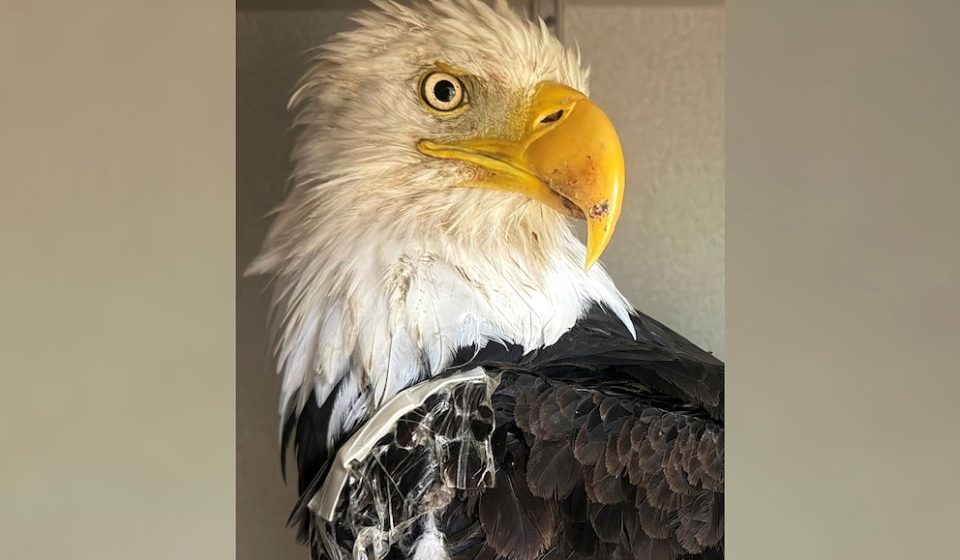 Bald Eagle Big Bear Jackie's Cause of Death Revealed