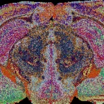 Scientists discover hidden brain map with 539 distinct regions