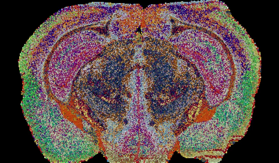 Scientists discover hidden brain map with 539 distinct regions Scientists discover hidden brain map with 539 distinct regions
