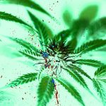 Marijuana linked to widespread violence