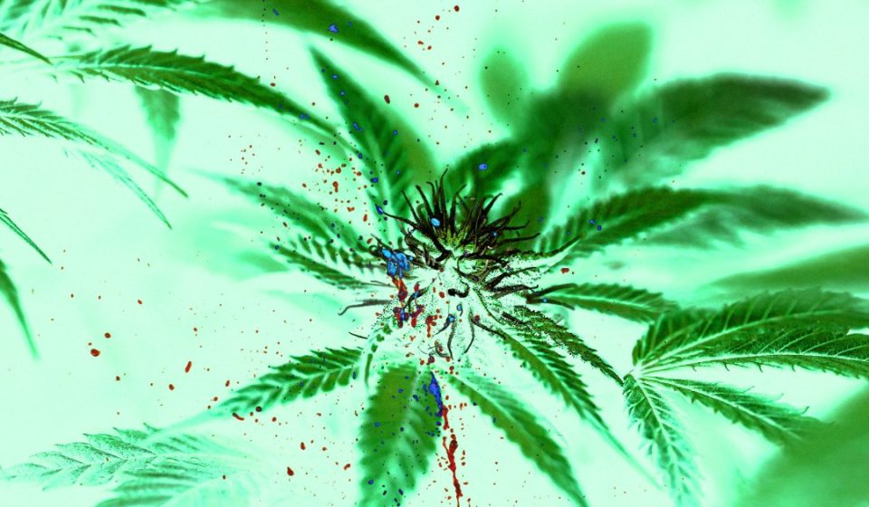 Marijuana linked to widespread violence