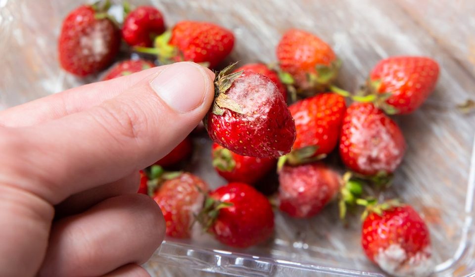 Food Mold on Bread and Berries and What Experts Say You Should Do