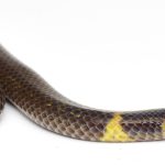 Watch a strange snake “cartwheel” away from danger at more than 12 feet per second
