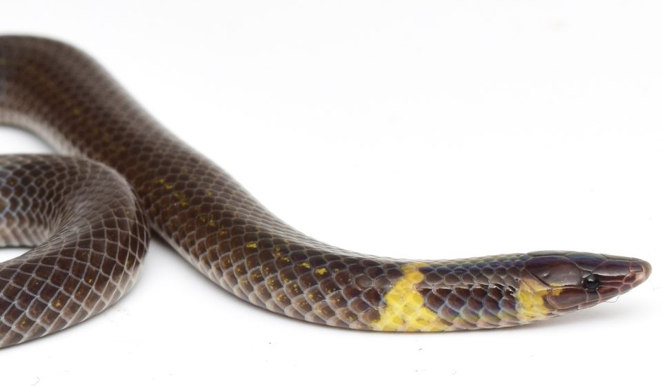 Watch a strange snake “cartwheel” away from danger at more than 12 feet per second