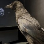 Crows can make lightning-fast decisions, sometimes twice as fast as humans, clues show