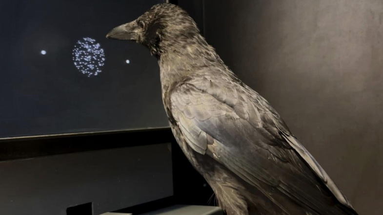 Crows can make lightning-fast decisions, sometimes twice as fast as humans, clues show