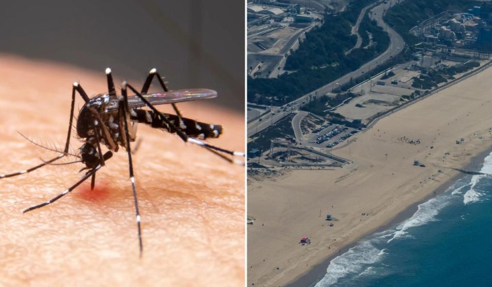 Los Angeles is the most mosquito-infested city in America Los Angeles is the most mosquito-infested city in America