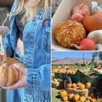 Popular San Luis Obispo pumpkin patch closes after E. coli outbreak coli