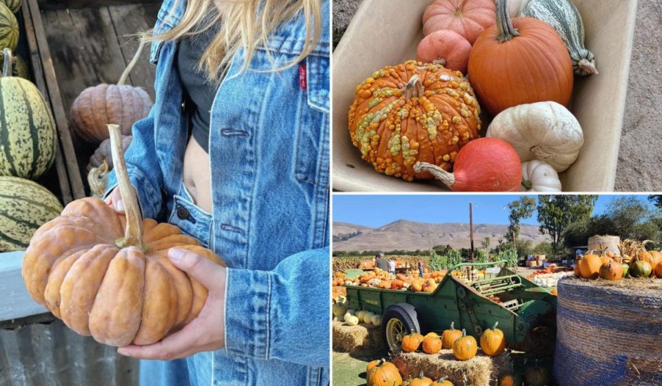 Popular San Luis Obispo pumpkin patch closes after E. coli outbreak coli Popular San Luis Obispo pumpkin patch closes after E. coli outbreak coli