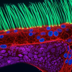 Nikon Microscopic Video Competition Winner Disqualified for Using Generative AI