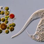 AI disqualification gives rise to new winner Nikon Small World in Motion