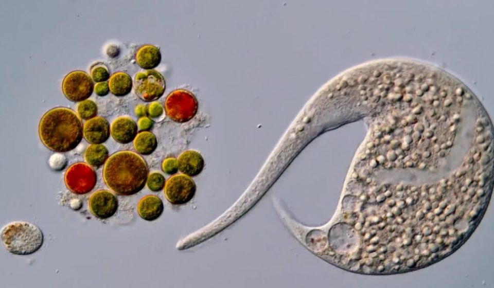AI disqualification gives rise to new winner Nikon Small World in Motion