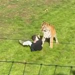 Cause of death of former child actor mauled by tiger