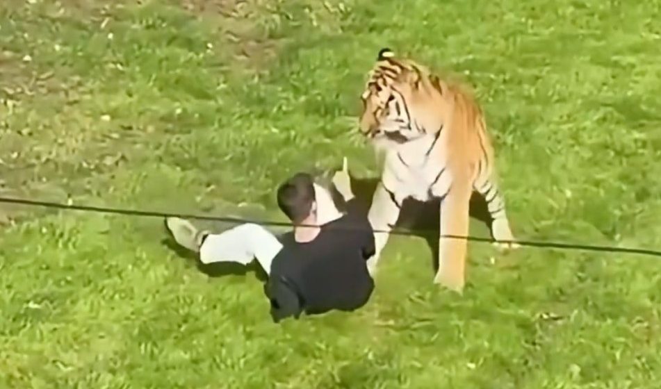 Cause of death of former child actor mauled by tiger